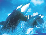 San Diego Sea World