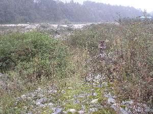 Point 966