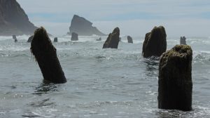 Cascadia ghost forest