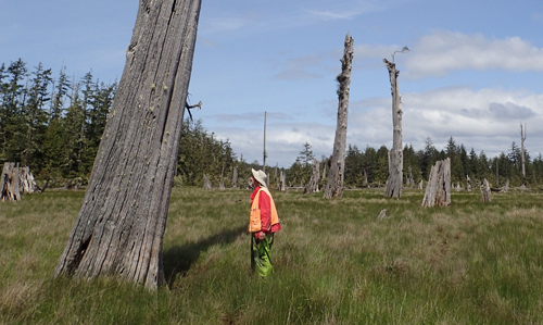 cascadia forest