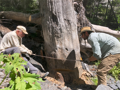: Harvey Kelsey (l) and Steve Angster taking a sample from the “victim” tree exhumed from the Red Lassic landslide