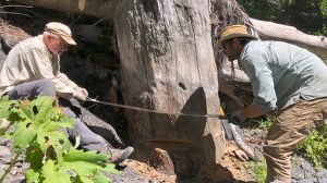 : Harvey Kelsey (l) and Steve Angster taking a sample from the “victim” tree exhumed from the Red Lassic landslide