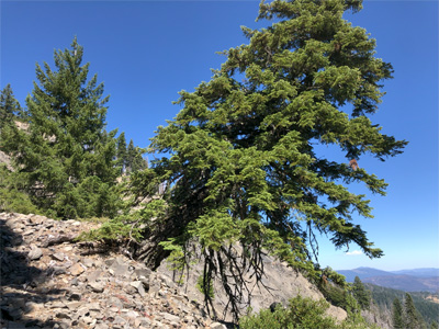 Tilted tree on Mule Slide.