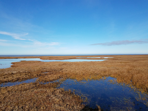 Drone photograph of the study site in Utqiagvik, AK, taken in August 2022. The surface of the undisturbed tundra shows a mix of vegetation and ponds.