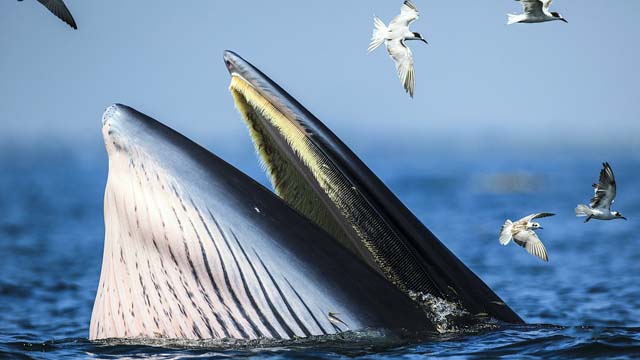 Bryde's whale surfacing in South China Sea